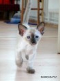 /album/siamese-girl/a9270008-jpg/