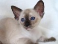 /album/siamese-girl/a9270089-jpg/