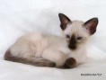 /album/siamese-boy/a9270126-jpg/